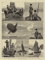 Sonnenfisch-Schießen